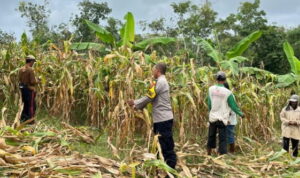 Dukung Ketahanan Pangan, Polsek Agrabinta Panen 5 Ton Jagung Hibrida